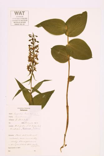 Weed Orchid;  Common Helleborine specimen