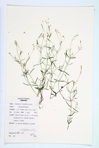 Long-stalked Chickweed; Long-stalked Stitchwort  specimen