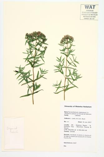 Virgina Mountain Mint specimen