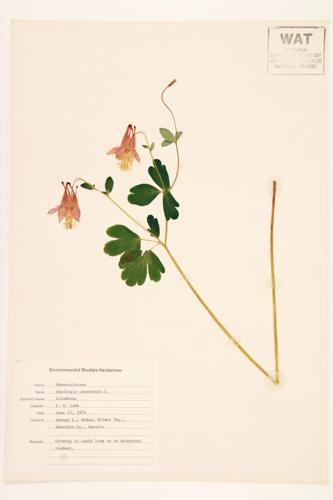 Red Columbine; Wild Columbine; Rock-bells specimen