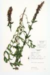 Hedge-nettle; Marsh Hedge-nettle  specimen