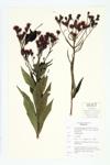 Giant Ironweed; Tall Ironweed specimen