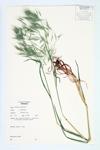 Downy Brome; Downy Chess specimen