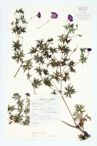 Bloody Crane's-bill; Crane's-bill specimen