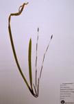 Plantain-Leaved Sedge specimen