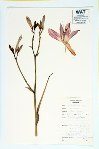 Orange Day-lily; Tawny Day-lily specimen