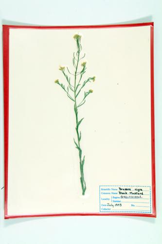 Black Mustard specimen