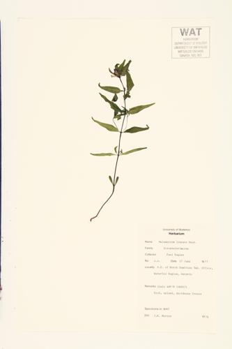 Cow-wheat; Narrow-leaved Cow-wheat  specimen