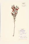 Slender-leaved Purple False Foxglove; Slender-leaved Agalinis specimen