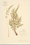 Mackay's Brittle Fern; Upland Brittle Bladder Fern specimen