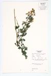 Alfalfa; Sickle Medick  specimen