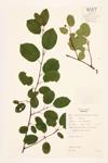 Roundleaf Juneberry; Round-leaved Serviceberry specimen