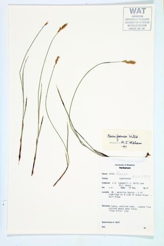 Bronze Sedge; Fernald's Hay Sedge specimen