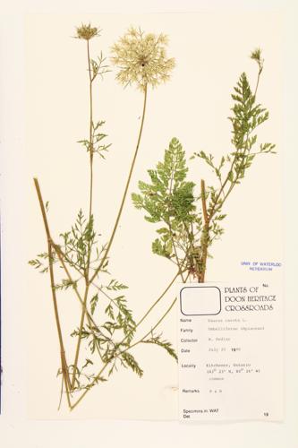 Queen Anne's Lace; Wild Carrot specimen