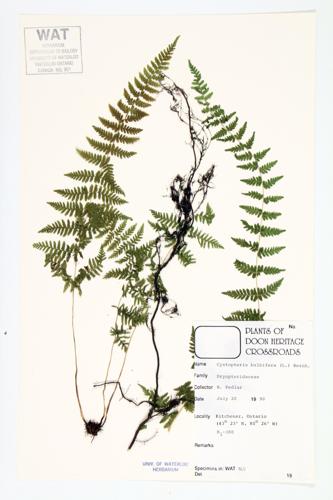 Bulbet Bladder Fern; Bulblet Cystopteris specimen