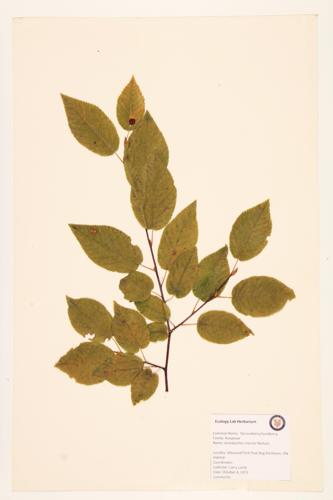 Serviceberry; Juneberry specimen