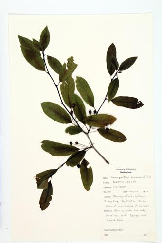 Mountain-Holly specimen