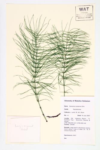 Meadow Horsetail; Thicket Horsetail specimen