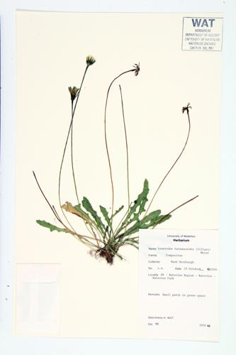 Lesser Hawkbit; Hairy Hawkbit; Rough Hawkbit specimen