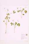 European Wood-sorrel; Upright Yellow Wood-sorrel specimen