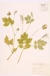 Celandine; Greater Celandine specimen