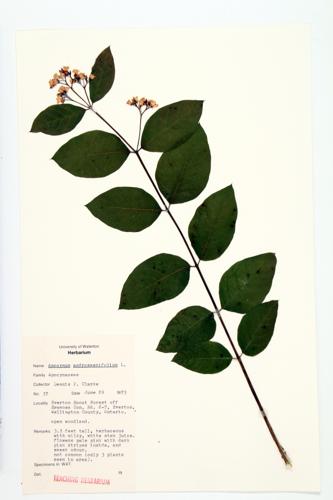 spreading dogbane specimen