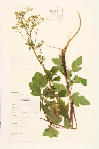 Wild Parsnip; Madnep  specimen