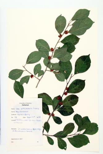 Winterberry; Black Alder specimen