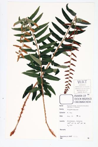 Christmas Fern specimen