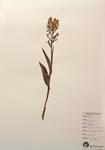 White Fringed Orchis specimen