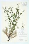 Perfoliate Pepper-grass; Clasping Pepper-grass specimen