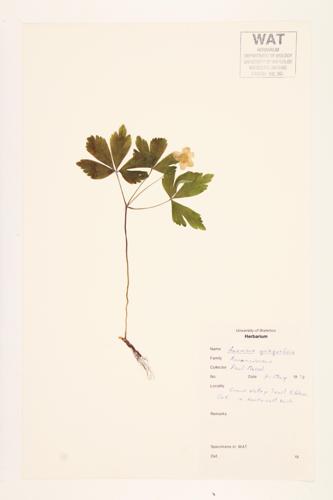 Wood Anemone specimen