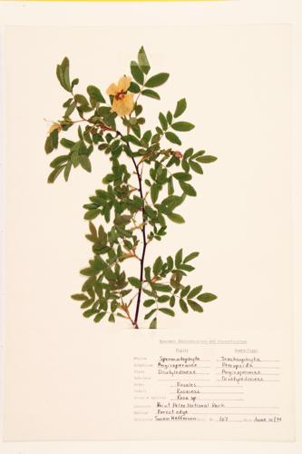 Rose specimen