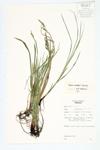 Pretty Sedge; Wood's Stiff Sedge specimen