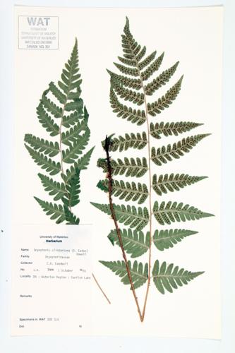 Clinton's Wood Fern; Clinton's Fern  specimen