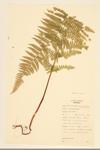 Hay-scented Fern; Eastern Hay-scented Fern specimen