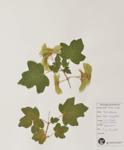 Hedge Maple specimen