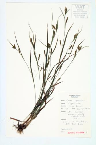 Meadow Sedge; Pale Sedge; Limestone Meadow Sedge specimen