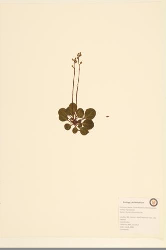 Greenish-flowered Wintergreen; Green-flowered Pyrola specimen