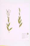 Northern Willow-herb specimen