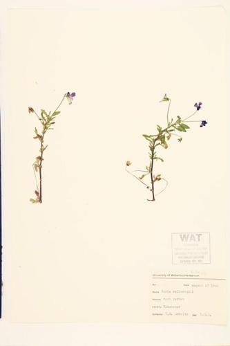 Wild Pansy; Field Pansy  specimen