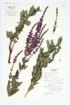 Purple Loosestrife; Spiked Loosestrife  specimen