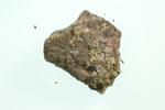 Rim-Lichens  specimen