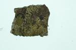 Map Lichens specimen