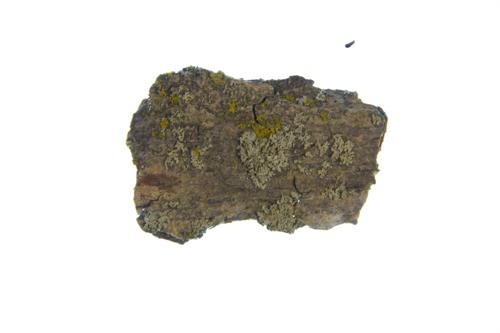 Mealy Rosette Lichen specimen