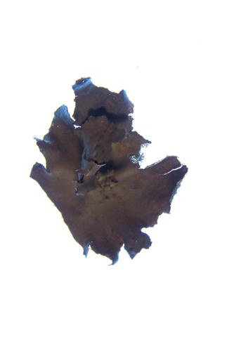 Lesser Rocktripe; Plated Rocktripe Lichen specimen