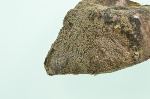 Cinder Lichen  specimen
