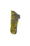 Powdered Sunshine Lichen; Gilded Sunshine Lichen specimen