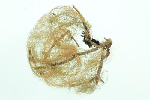 Witch's Hair  specimen