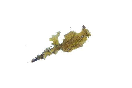 Crumpled Rag Lichen specimen